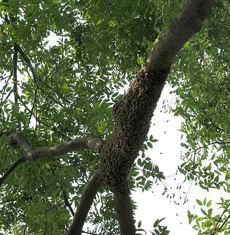 swarm-edited
