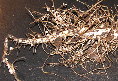 root-nodules2