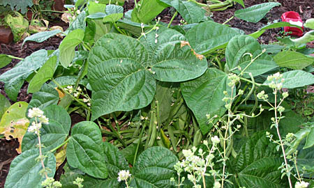 BushBeans