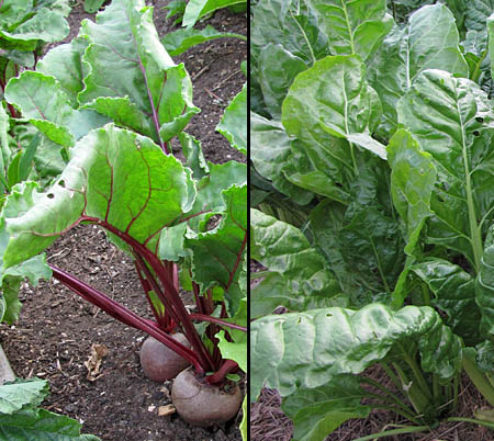 beets-chard